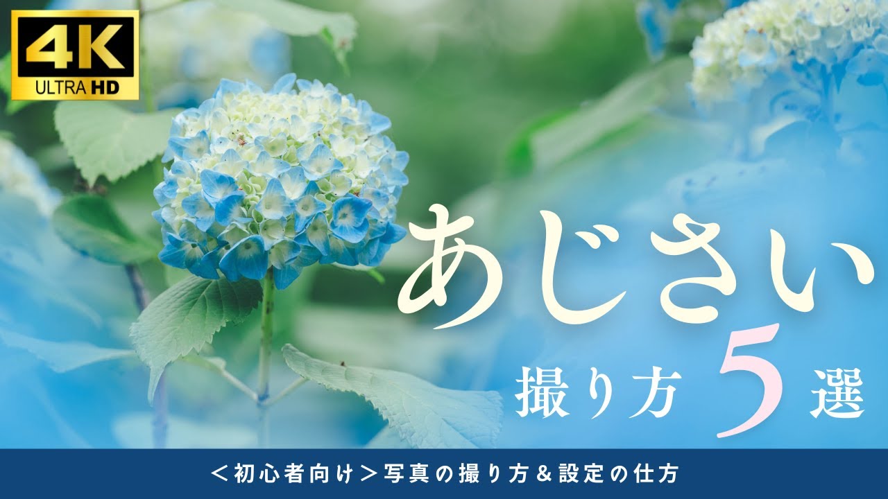 #57  【初心者向け】紫陽花の撮り方5選｜梅雨の花を美しく撮る簡単テクニック！