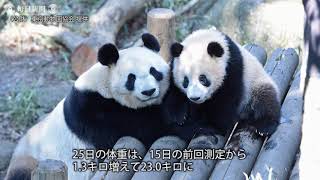 上野動物園：シャンシャンお花見？（提供映像）