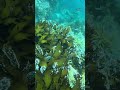 【魚突き】クエの群れから一番デカイのを捕獲 Spearfishing Longtooth grouper