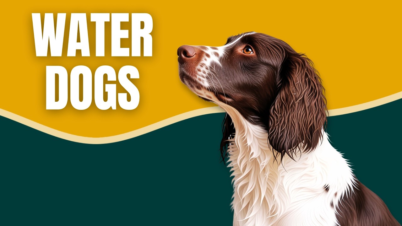 Water Dogs: 12 Dog Breeds That Were Born to Swim