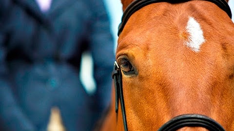 Give Your Heart A Break || Equestrian Music Video