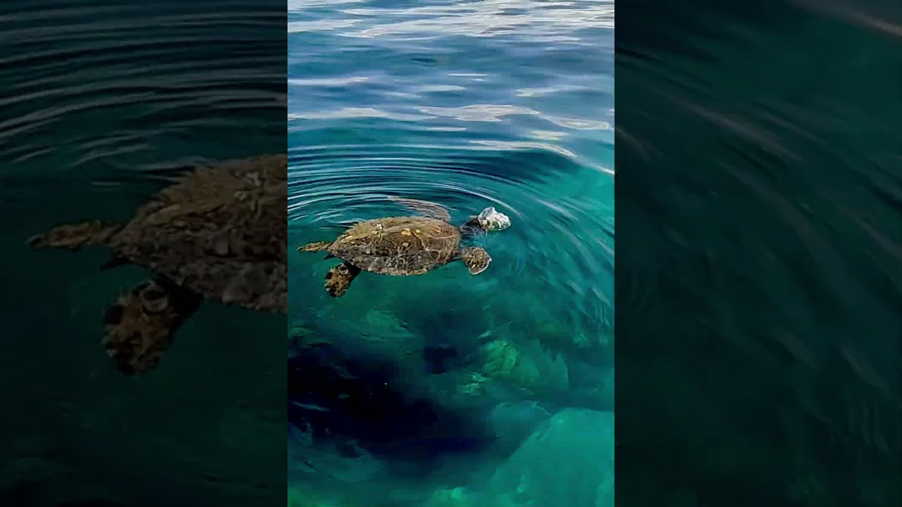 Adorable Baby Sea Turtle Hawaii😍Honu So Relaxing 