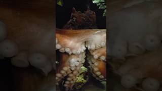 Octopus in Mystic Aquarium #mystic #octopus #aquarium