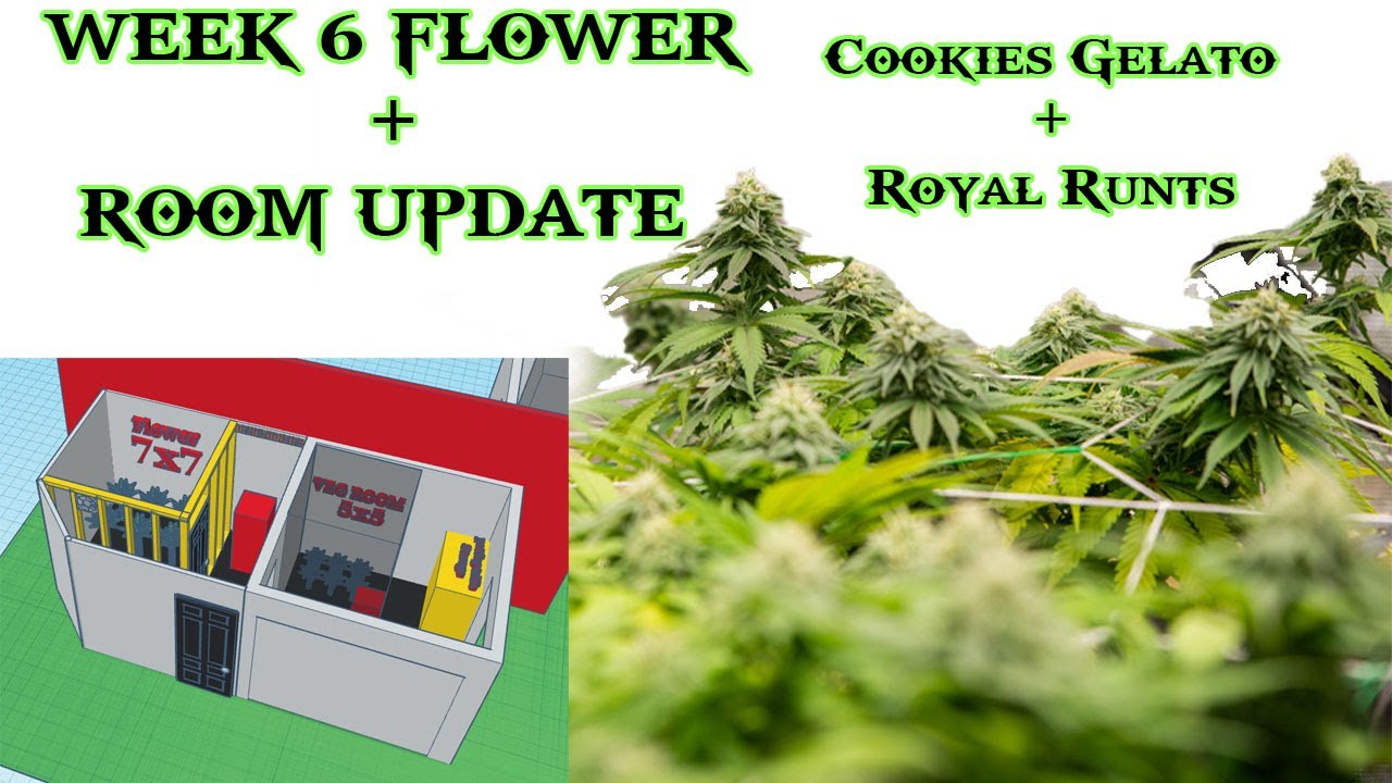 week 6 Flower and Grow room  Room update 