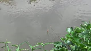 câu cá ,câu cá đồng thú vui ít người biết .