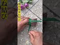 【畑用苗束ね結び】二回巻いて輪に通し締め、野菜・藁束ね作業効率UP～ #農作業テク #束ね結び