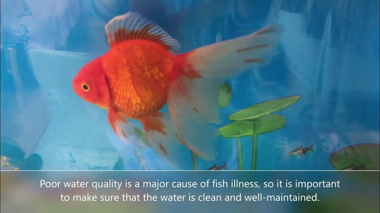 Sick fish? Find everything about it. YouTube