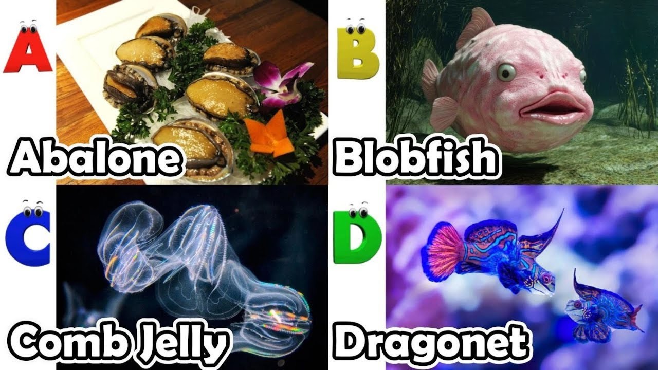 Alphabet Song with ocean Animals | ABC Learning Video for Preschool Kids | Koko Study Class