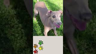 A day in the life of Italian Greyhound Honey the Iggy