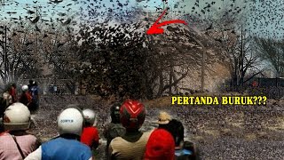BALI CITIZENS ARE SCARED!! THOUSANDS OF DEATH BIRDS SUDDENLY FALL FROM THE SKY