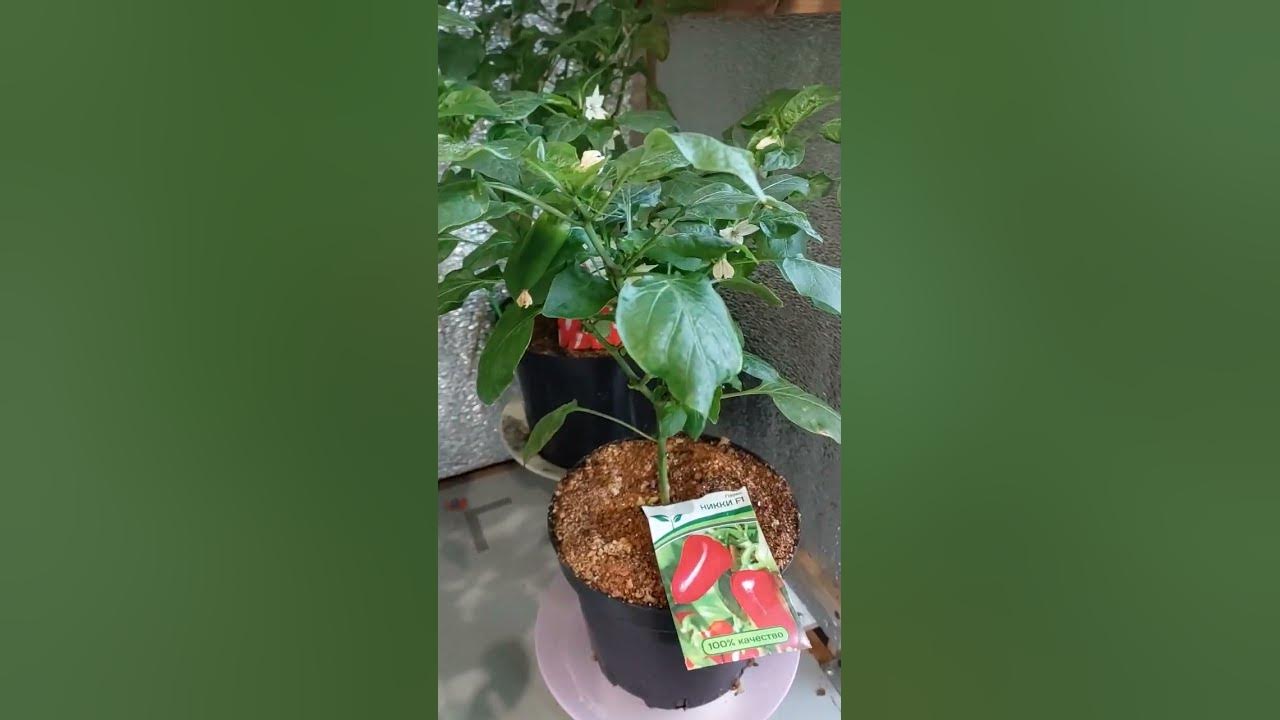 "Крутые" перцы - YouTube