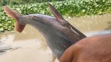 Nay trở lại con kênh lục bình câu cá tra sông thiên nhiên được lên hàng khủng và hàng hiếm