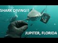 DIVING WITH BULL SHARKS AND PETTING LEMON SHARKS IN JUPITER, FLORIDA!! (NO CAGES)