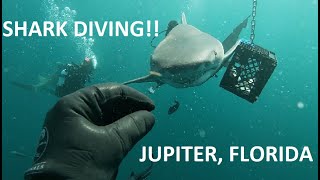 DIVING WITH BULL SHARKS AND PETTING LEMON SHARKS IN JUPITER, FLORIDA!! (NO CAGES)