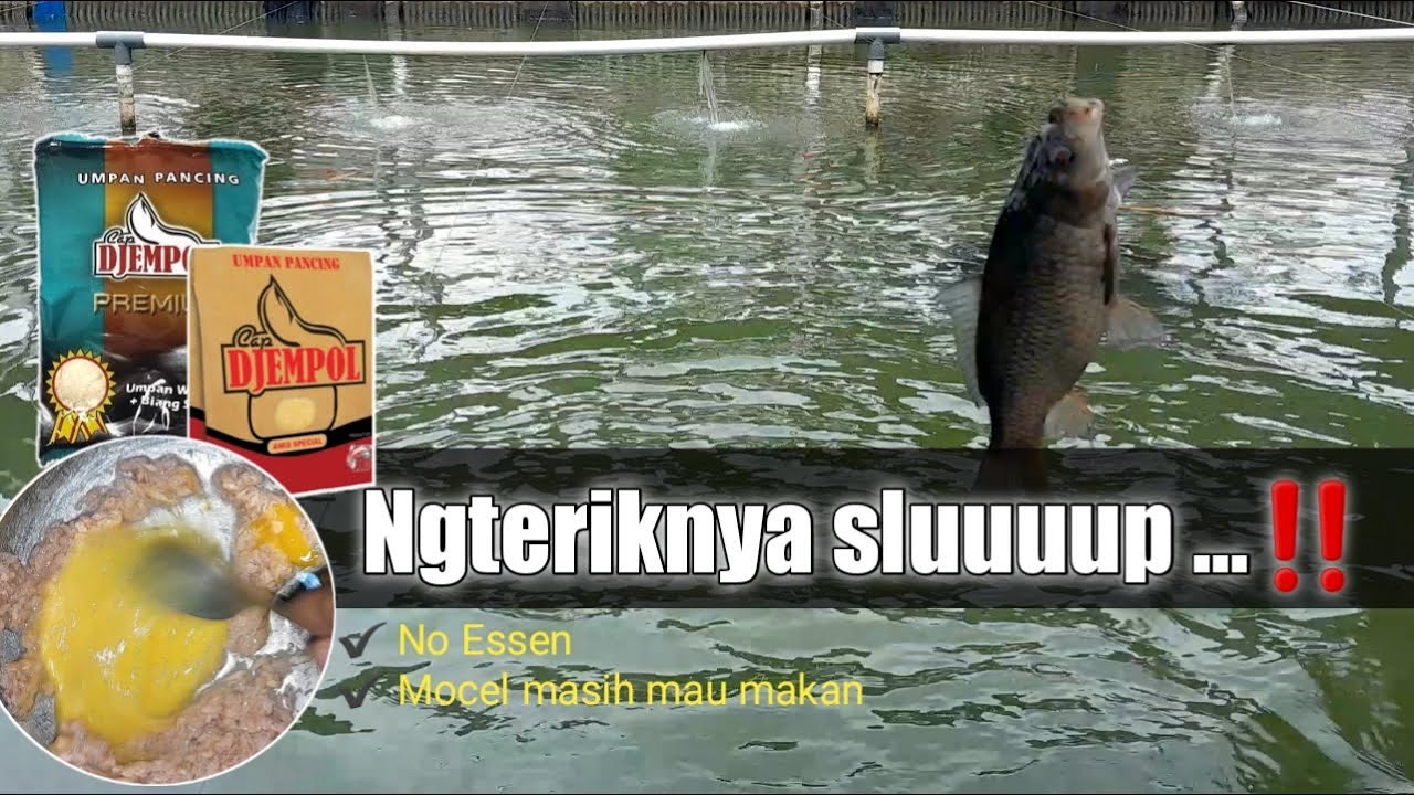 Ngetriknya Sluuup...|| Umpan Ikan Mas Djempol Premium Wangi Biang Susu & Djempol Amis Spesial