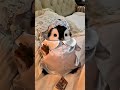 My penguin is exhausted after a long Monday 💤 #cuteanimals #penguin #babyanimals #cutealert #shorts