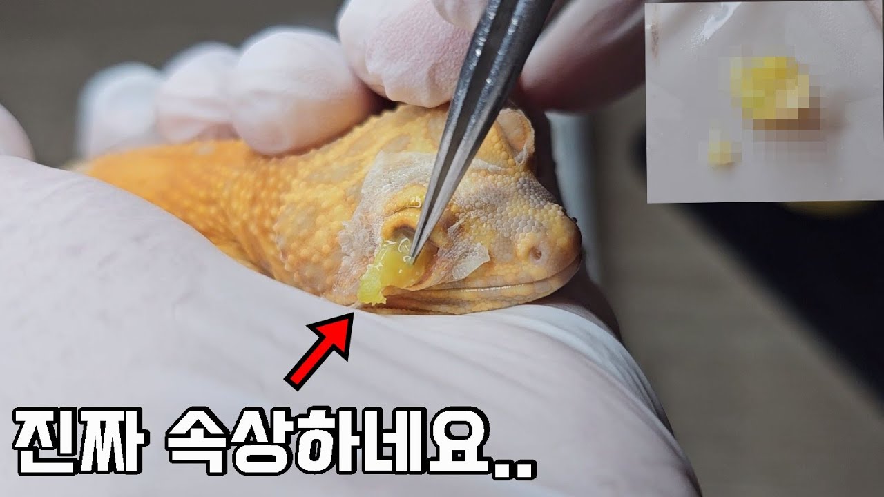 참혹해서 속상하네요...작은 눈에서 거대한 고름덩어리를 뽑아냈는데....