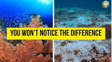 Shifting Baseline Syndrome: Why We Don’t Notice Environmental Collapse