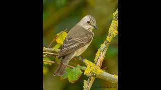 willow flycatcher sound for pro hunting 2 صوت آكل الذباب إباش للصيد