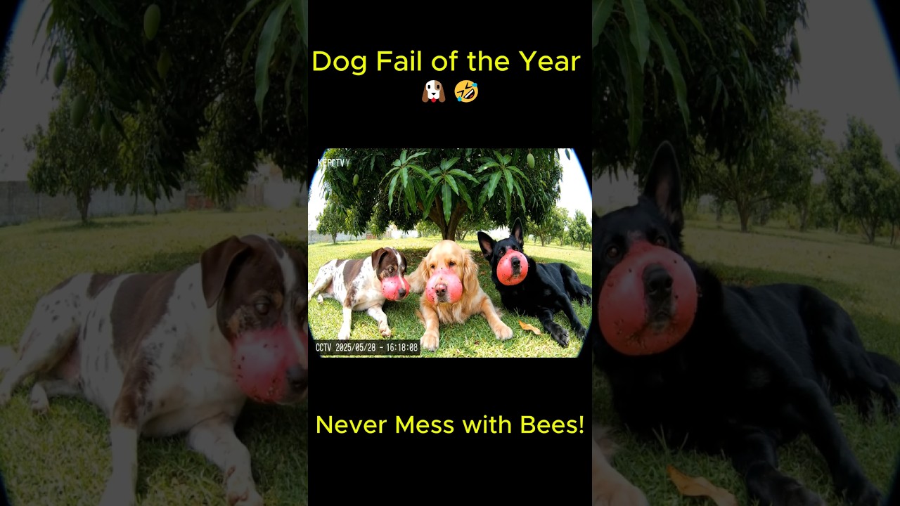 Dog Fail of the Year – Never Mess with Bees!