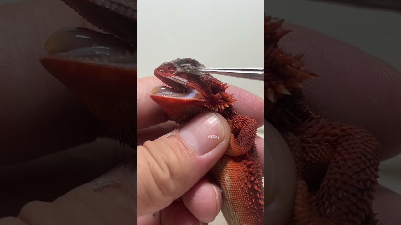 Reptiles Fantastic Beasts on  Reptiles Daily Decompression Immersive Experience