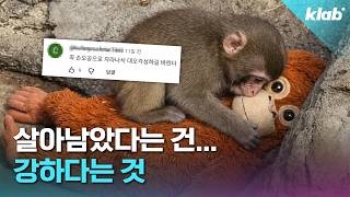 펀치는 왜 이렇게 행동했을까? 수의사와 함께 알아봄크랩