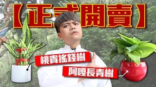 正式開賣 蔡桃貴搖錢樹 蔡阿嘎長青樹 包你全家發大財 Youtube 正式開賣 蔡桃貴搖錢樹 蔡阿嘎長青樹 包你全家發大財 Youtube