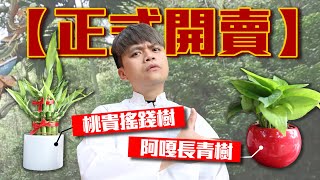 正式開賣 蔡桃貴搖錢樹 蔡阿嘎長青樹 包你全家發大財 Youtube