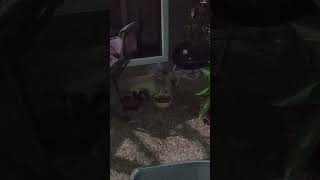2 skunks debut