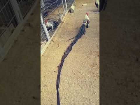 سبحان الله انظر الى كبر ريش هذا الديك 