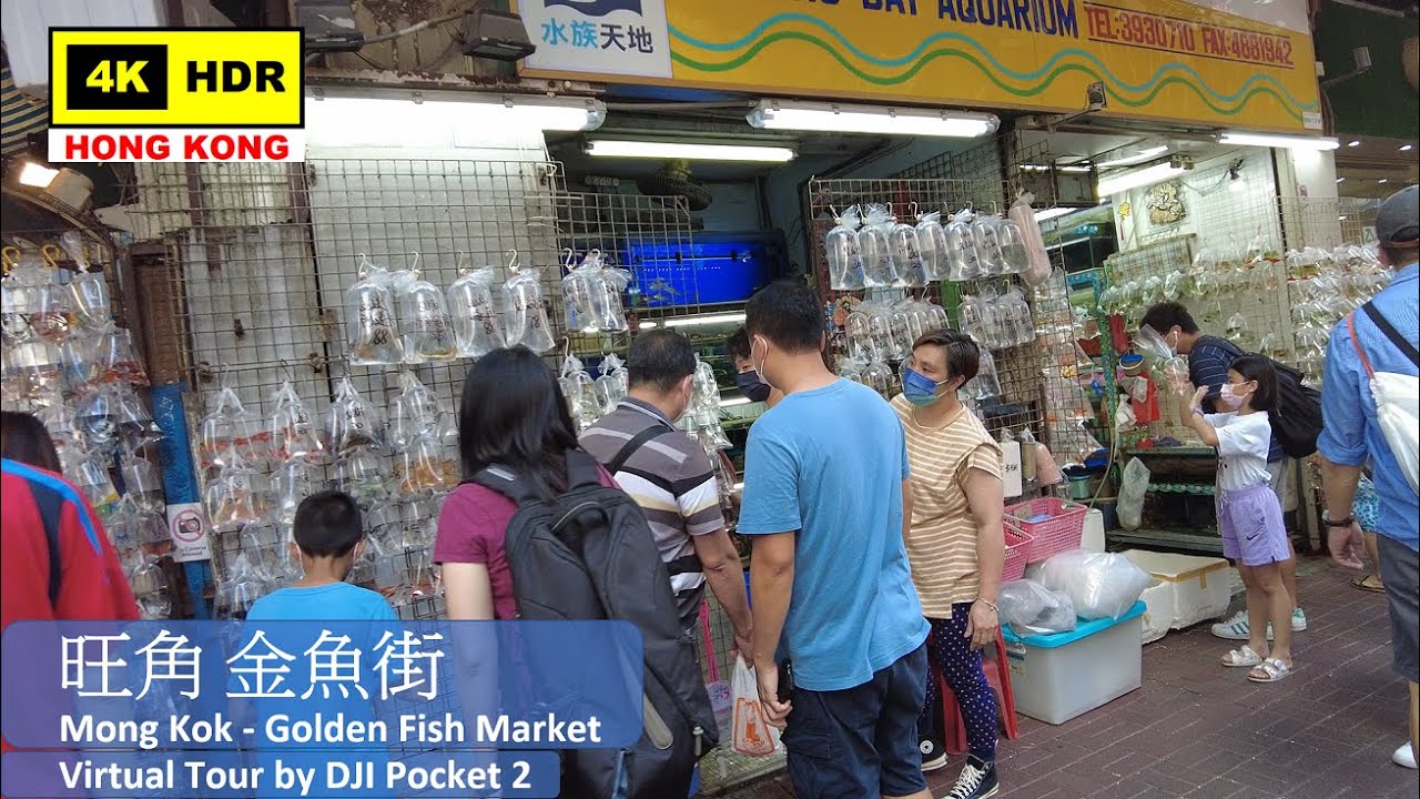 【HK 4K】旺角 金魚街 Mong Kok Golden Fish Market DJI Pocket 2 2021.05.19