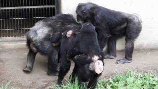 ケンタ、謎のダンス Chimpanzee(チンパンジー) 多摩動物公園 - YouTube