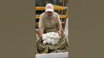 So many snake egg #viral #viralreels #viralvideo #viralshorts #shorts #shortvideo #shortsvideo #love