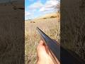 Pointer inglés vs perdiz roja salvaje #pointer #perrosdecaza #chasse #caza #perdiz #hunting