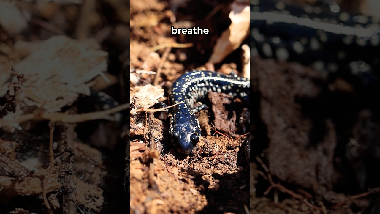 Flipping rocks until I find a salamander!