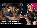 GATOS CAREY: ¿HERMOSOS O ESPANTOSOS? 🙀 LA GATERÍA TV