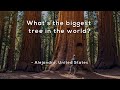 What's the biggest tree in the world?