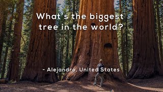 What's the biggest tree in the world?