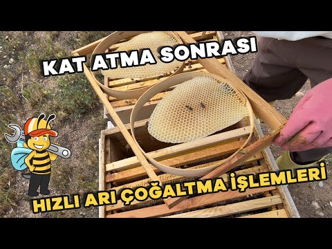 KAT ATMA SONRASI HIZLI ARI ÇOĞALTMA İŞLEMLERİ