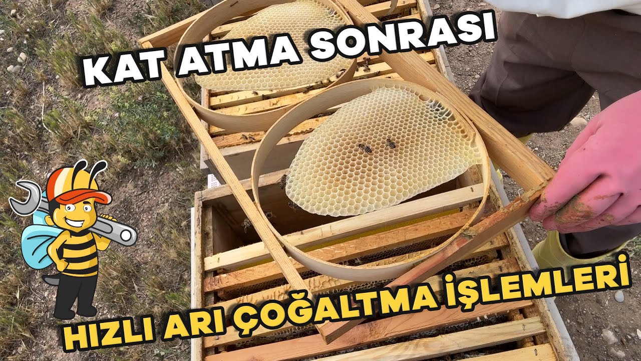 KAT ATMA SONRASI HIZLI ARI ÇOĞALTMA İŞLEMLERİ