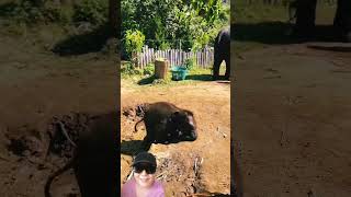 Baby Elephant having fun 🐘