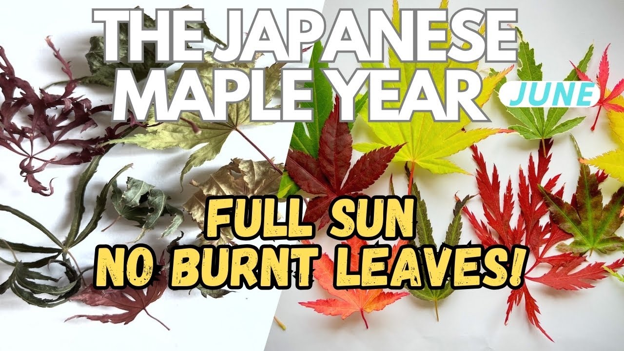 Японские клёны: секреты селекции, избегайте обожжённых повреждённых листьев!