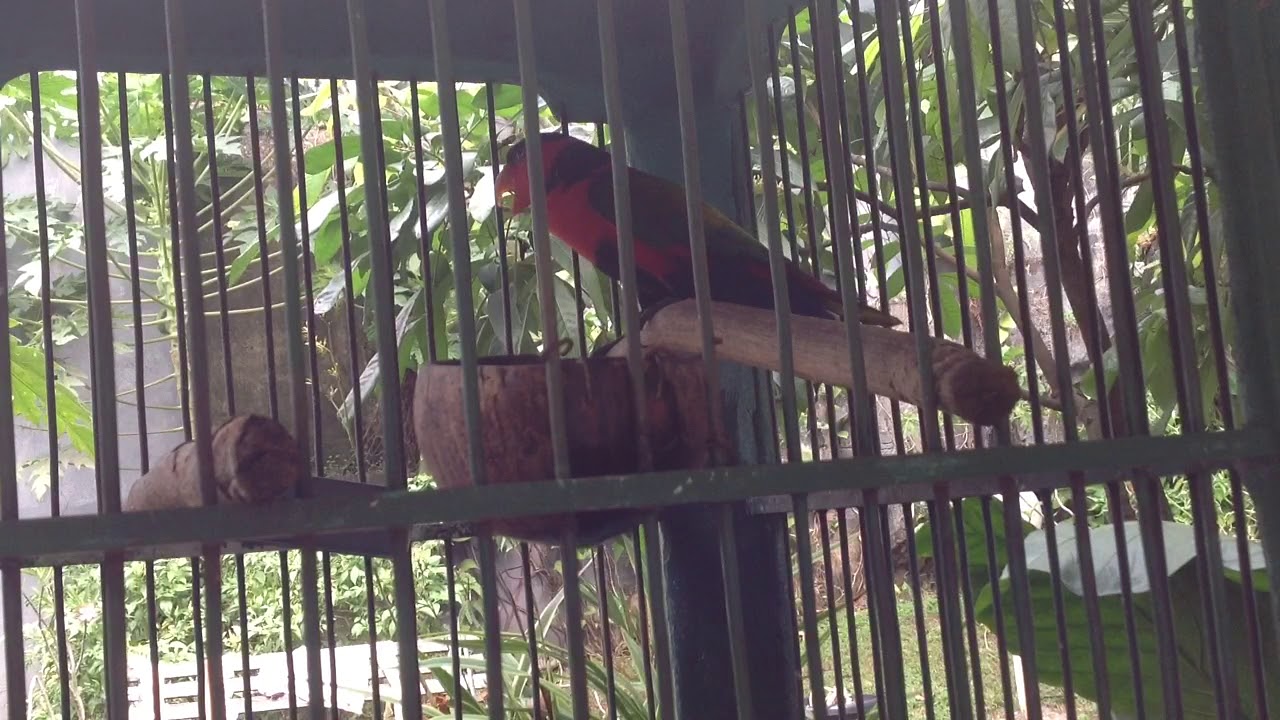 Suara Burung Nuri Irian Kepala Hitam 