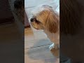Shorts Cute Little Dog Shy Or Snob Lol рџ Shorts Cute Little Dog Shy Or Snob Lol рџ