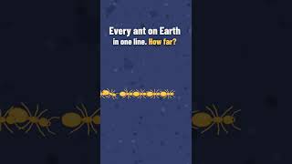 The Longest Line of Ants Ever Imagined