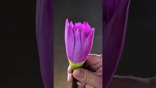 Ethereal Water Shadow Blossoming Lotus A Serene Visual Delight