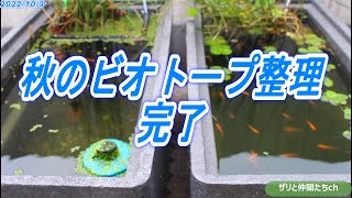 #0035【めだか】秋のビオトープ整理、越冬までの配置が整いました