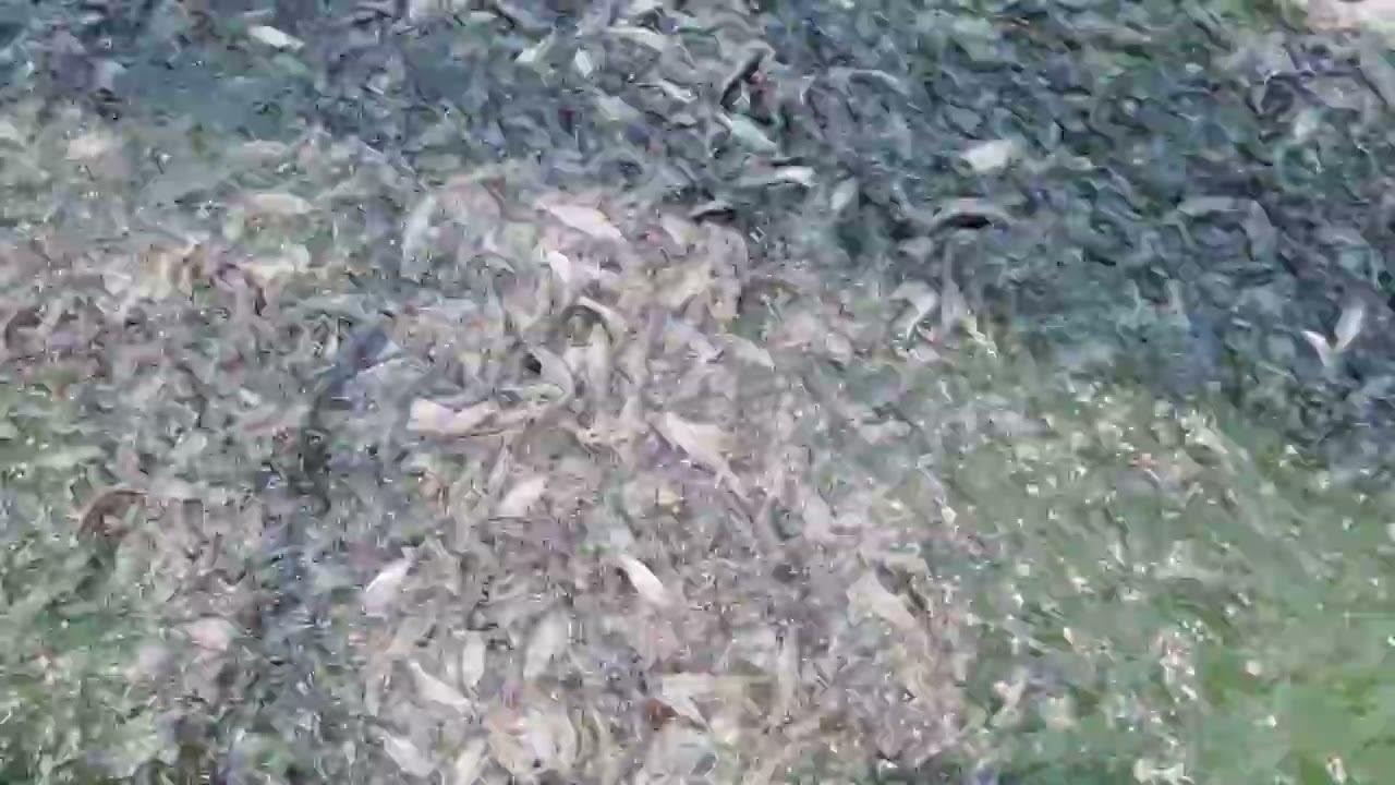 New catfish/pungasius seeds stocking in cemented tank..