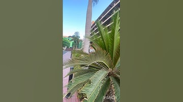 ماتيسر من سورة يوسف من آية (٤٣) إلى آية (٤٩) 🌿🌿🌿💚💚💚💚💚💚💚💚🤍🌼✨...