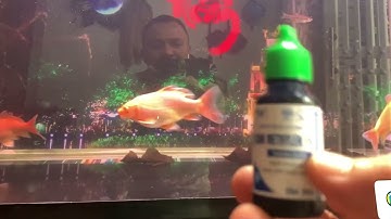 Trị bệnh đỏ vây đỏ mình cá chép sư tử đơn giản,tiết kiệm mà hiệu quả